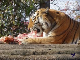 Tiergarten Schönbrunn am 20.10.2025